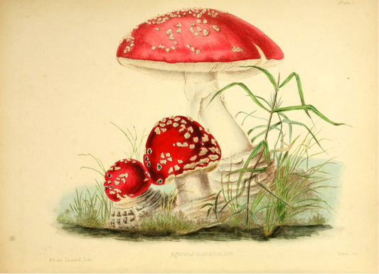 Celebrating scientific illustrators for Women’s History Month