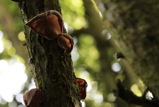 'The Mushroom Hunters', a poem by Neil Gaiman: May inspiration