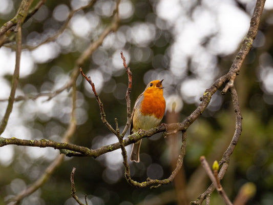 Learn the song of a local bird