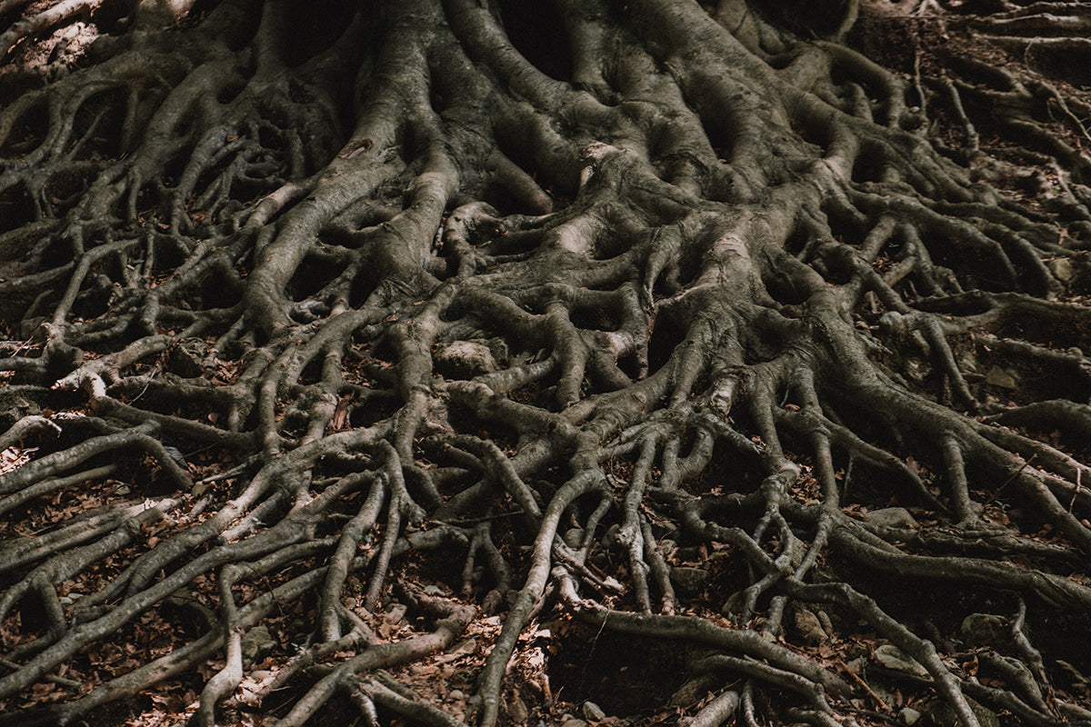 Earth & Root Retreat
