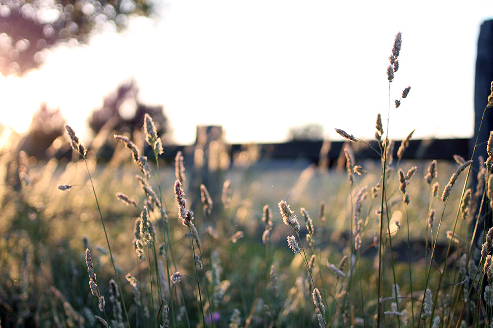 Summer grasses and hope nature journaling workshop