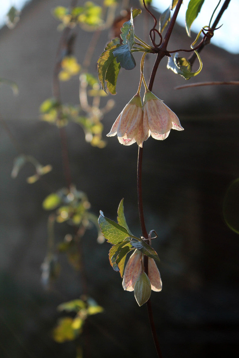 Richard Feynman's ode to a flower: June inspiration