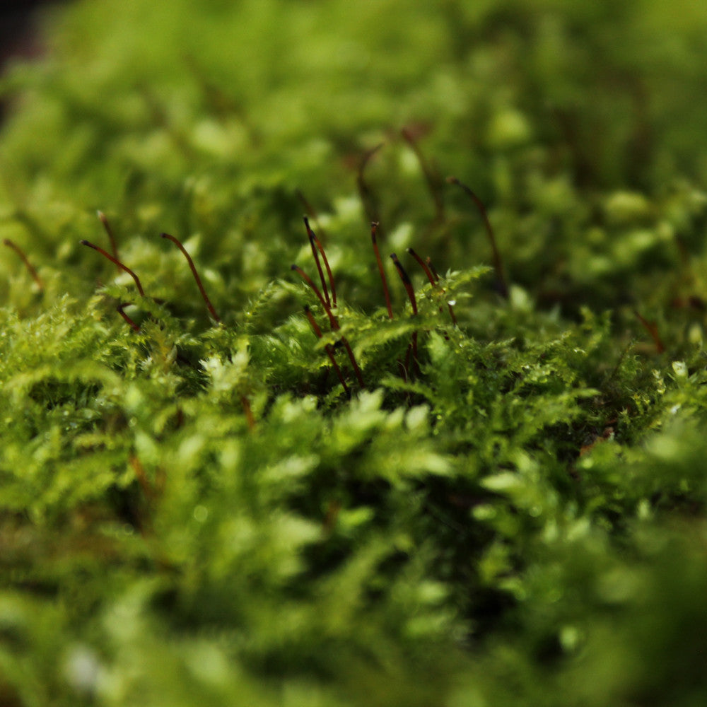 We Are Stardust Explores...with plant scientist Dr Jessica Royles