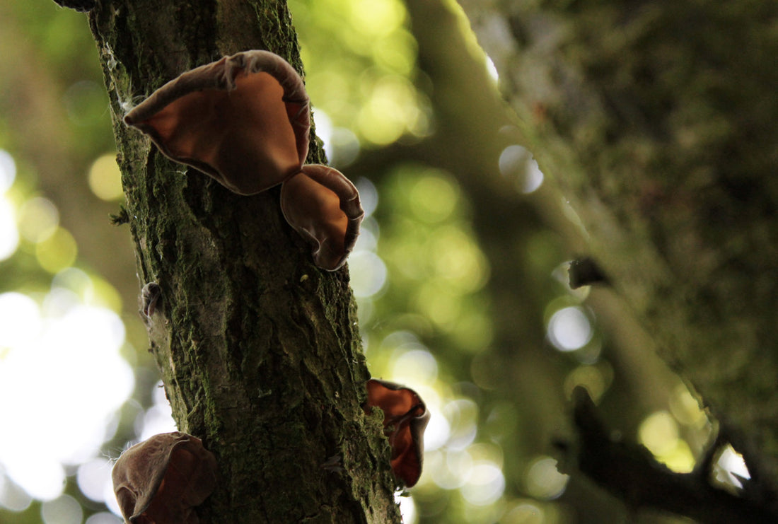 'The Mushroom Hunters', a poem by Neil Gaiman: May inspiration