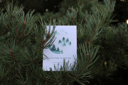 Winter Scots pine nature guide