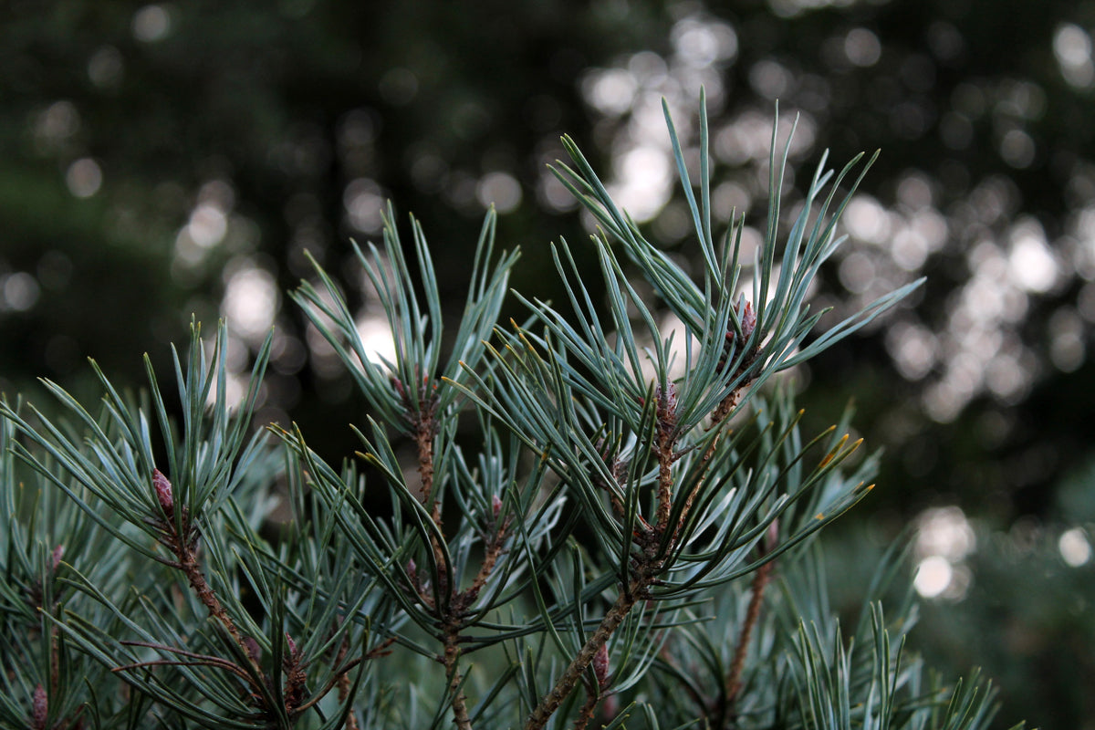 Winter Scots pine nature guide