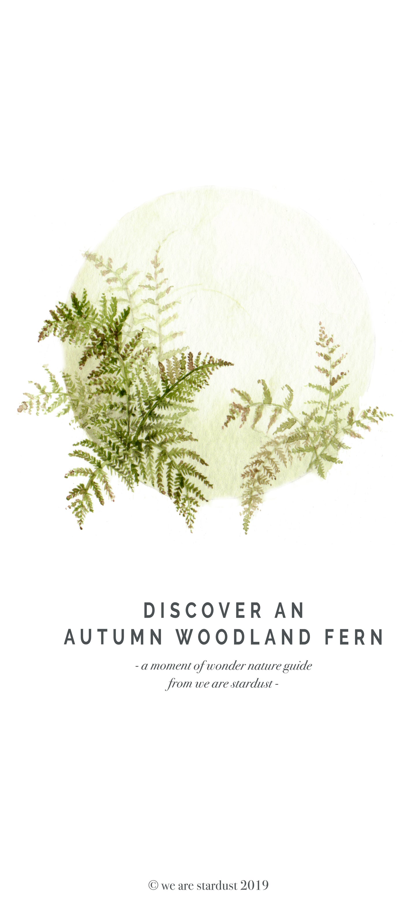 Autumn woodland fern nature guide
